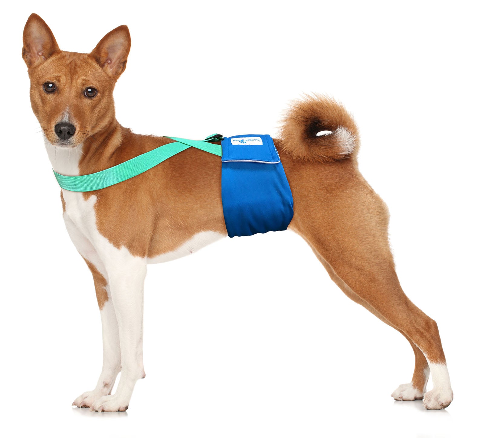 Male dog wrap with suspenders best sale